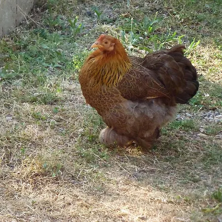 Oda ve Kahvaltı B&B Aux Vieilles Pierres *